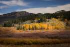 Autumn view of willows and aspen groves-Grand Teton National Park-Wyoming Art Print
